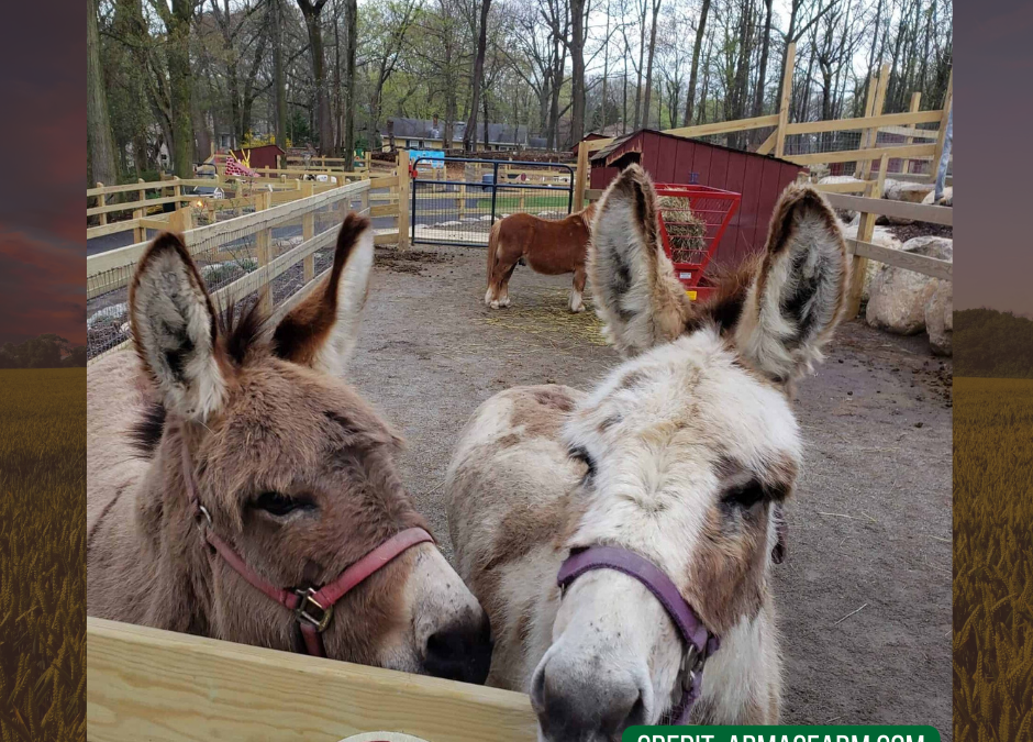 Abma’s Farm Market Greenhouse & Barnyard Petting Zoo, Wyckoff, NJ