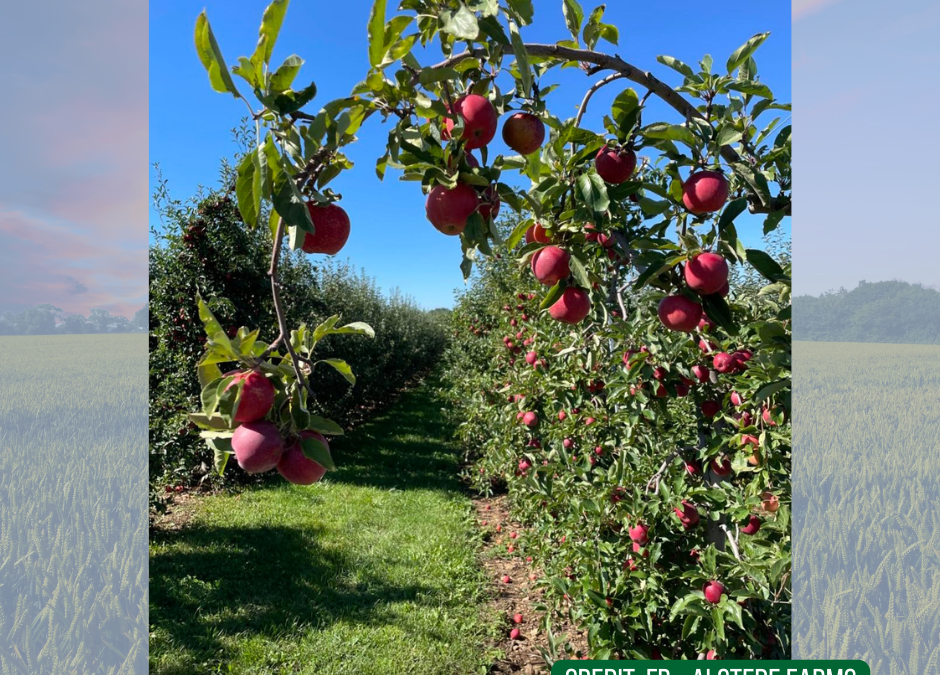 Alstede Farms, Chester, NJ