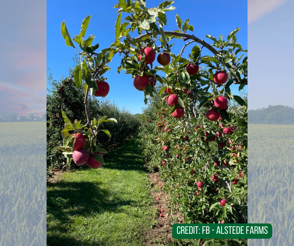 Pick your Apple, Alstede Farms