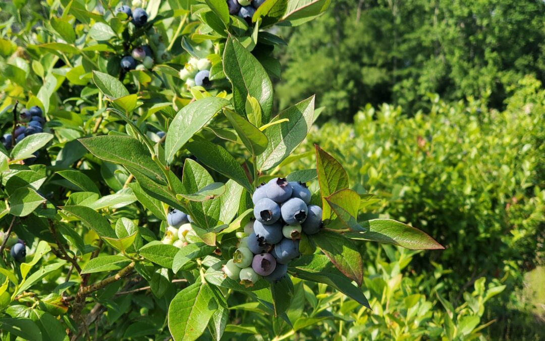 Clement Blueberry Farm, Pemberton, NJ