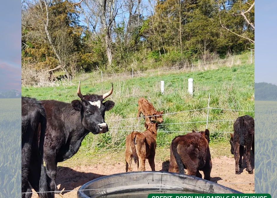 Bobolink Dairy & Bakehouse, Milford NJ