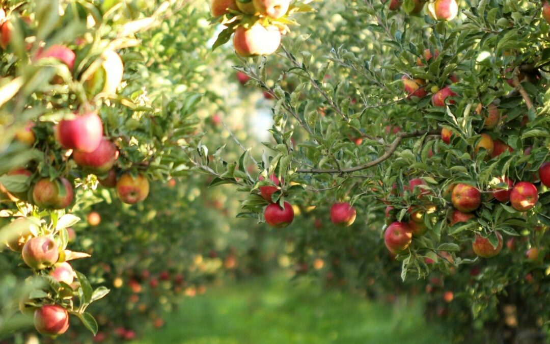 Demarest Farms